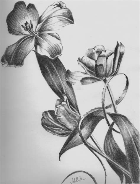 flower shading drawing  paintingvalleycom explore collection