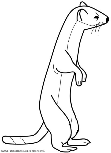 weasel coloring page audio stories  kids  coloring pages