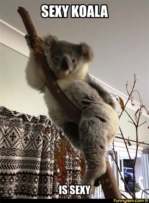 Sexy Koala Funny Pics Funnyism Funny Pictures
