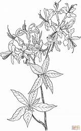 Rhododendron Coloring Azalea Wildflower Flower Wild Drawing Pages Tattoo Printable Colouring Honeysuckle Supercoloring Clipart Color Bible Crafts sketch template