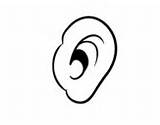 Human Coloring Ear Body Pages Coloringcrew sketch template
