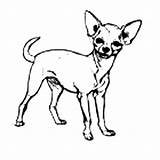 Chihuahua Coloring Pages Dog Cute Dogs Printable Netart Puppy Color Pets Kids sketch template