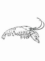 Coloring Crayfish Crawfish Shrimp Drawing Pages Eastern Getcolorings Color Getdrawings Printable sketch template