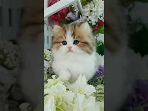 teacup persian kitten  sale youtube