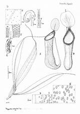 Nepenthes Pitcher Upper Stem Mcpherson Lid Tendril sketch template