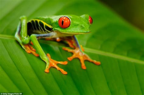 stunning eye pictures reveal  incredible diversity   animal