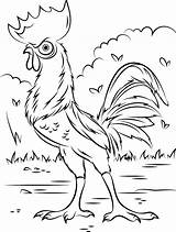 Moana Heihei Coloring Pages Categories Kids sketch template
