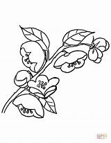Blossom Manzano Kwiat Kolorowanki Jabłoni Kolorowanka Rysunek Ramas Druku sketch template