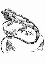 Iguana Coloring Kleurplaat Iguanas Para Dibujos Pages Imagen Tattoo Adult Lizard Drawings Colouring Visit Afbeelding Grote sketch template