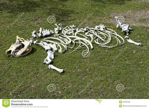 rhinoceros rhino skeleton bones animal  africa stock image image