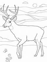 Deer Coloring Pages Hunting Baby Color Head Buck Dog Printable Kids Print Getcolorings sketch template