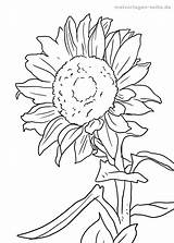 Sonnenblume Ausmalbilder Malvorlage Sonnenblumen Malen Ausmalbild Girasol Dibujar Plantas Sunflowers Erwachsene Pinnwand Auswählen Schablonen Artigo Jelitaf Paginas sketch template