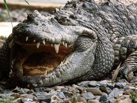crocodile animals wallpaper  fanpop