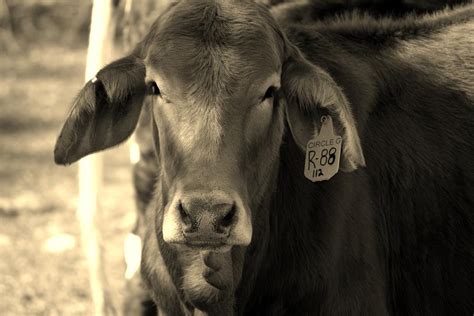 Floppy Eared Cow By Rachel Bazarow