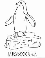 Marcella Kleurplaten Pinguin Scouting sketch template