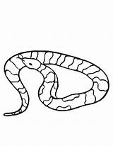Sarpe Colorat Viper Serpi Desene Vipera Planse Hibernation Snakes Worksheet Printmania Plansa sketch template