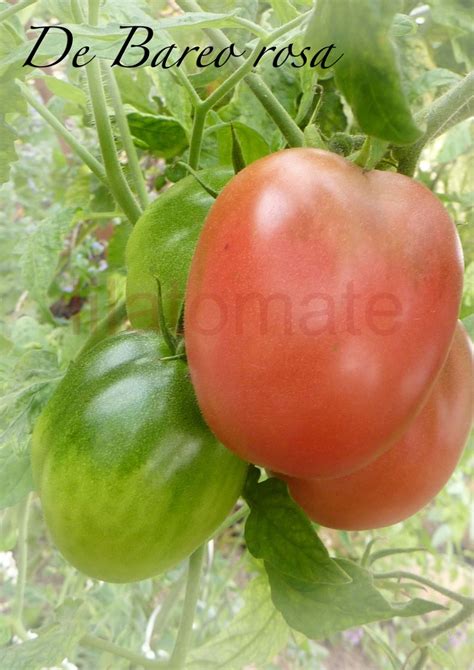 tomate de berao rosa saatgut tomate de berao rosa saatgut