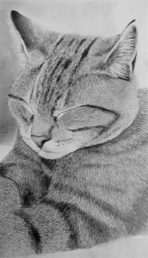 macska rajz kepek