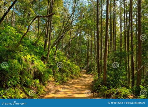 beautiful japanese forest stock photo image  trail