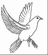 Dove Coloring Spirit Holy Pages Peace Drawing Doves Drawings Color Printable Mourning Getcolorings Getdrawings sketch template