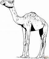 Dromedary Dromadaire Ausmalbilder Dromedario Camels Tiere Dessin Coloriage Kamel Kamele African Malvorlage Afrikanische Supercoloring sketch template