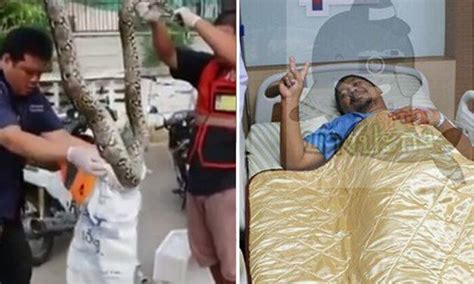 4 metre long python bites onto thai man s genitals in toilet and