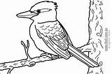 Kookaburra Coloring 200px 24kb Drawings sketch template