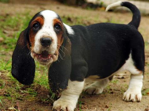 puppy time  basset hound