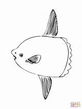 Sunfish Luna Pesce Colorare sketch template