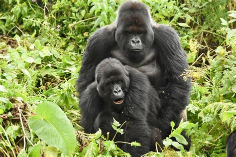 mountain gorillas move