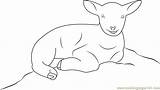 Lamb Coloringpages101 sketch template
