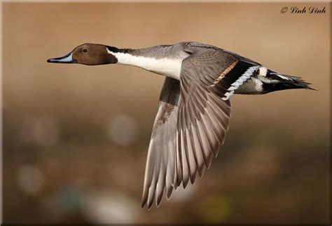 northern pintail male  flight birds pinterest bird