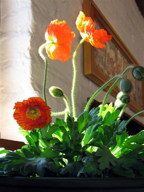 stock photo  poppies growing indoors   images