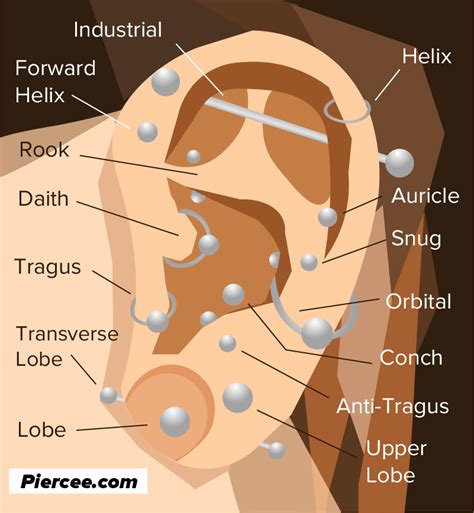 ear piercing chart  types explained pain level price photo
