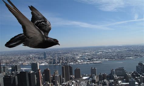pigeons  influence  design  surveillance drones daily mail