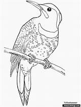 Oriole Yellowhammer Shapes Coloringpagebook sketch template