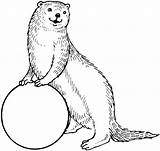 Otter Coloring Pages Otters Animal Printable Drawing Supercoloring Colouring sketch template