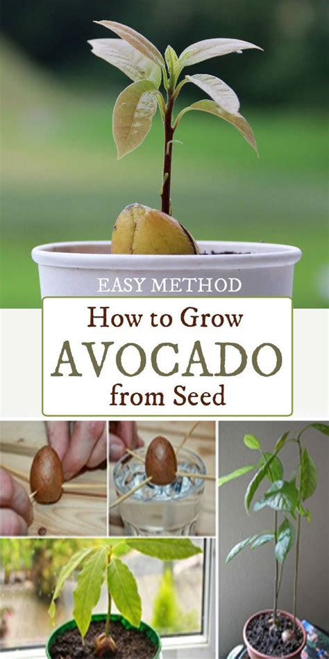 How To Grow An Avocado From Seed Easy Method Grow Avocado Avocado