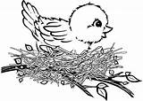 Nest Coloring Birds Cartoon Print sketch template
