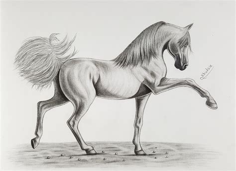 drawing art horses horse drawing