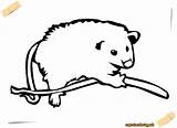 Possum Coloring Pages Plus Google Twitter Opossum Animals sketch template