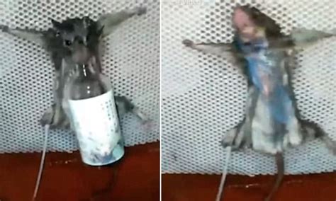 man  caught rat stealing bread burns   china daily mail