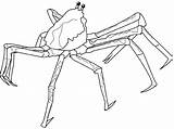 Crab Spider Coloring Japanese Drawings Designlooter Shellfish Hermit 540px 5kb sketch template