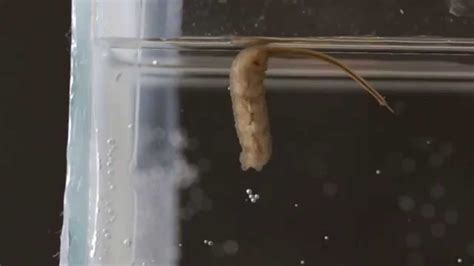 drone fly larva aka rat tailed maggot eristalis tenax youtube