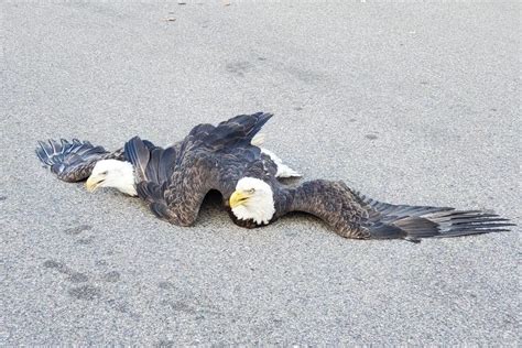 watch a pair of bald eagles are entangled on a minnesota street
