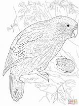 Kakapo Coloring Pages Parrot Realistic Drawing Animal Grown Printable Bird Adult Colour Duck Ups Colouring Parrots Color Nz Print Bookmarks sketch template