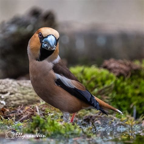 dutch birds elly van veen flickr