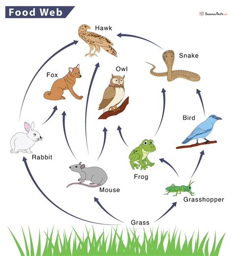 food web definition trophic levels types