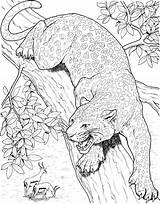 Leopard Coloring Pages Tree Printable Animals Coloriage Realistic Adults Gif Cat sketch template