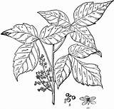 Poison Clipart Ivy Plant Oak Poisonous Clip Etc Cliparts Shrub Clipground Library Poisonivy Usf Edu Brushed Causes Itching Ground Against sketch template